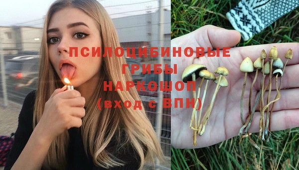 прущие грибы Покровск